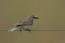 Wiesenpieper (Anthus pratensis) mit Beute