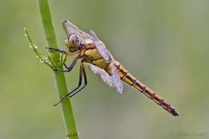 Großer Blaupfeil (Orthetrum cancellatum)