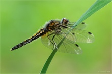 Zierliche Moosjungfer (Leucorrhinia caudalis)