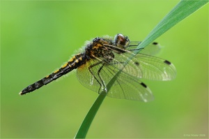 Zierliche Moosjungfer (Leucorrhinia caudalis)