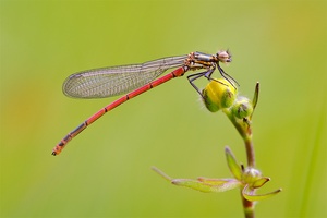 Pyrrhosoma nymphula