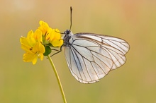 königliche Transparenz