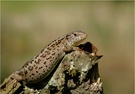 Zauneidechsenweibchen beim Sonnenbad