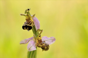 ~ Bienen-Ragwurz mit Besuch ~