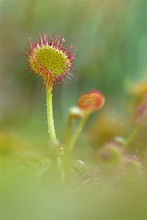 Drosera rotundifolia