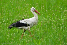 Storch