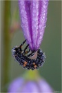 Larve des Siebenpunkt (Coccinella septempunctata)
