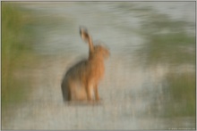 Vibrationen... Feldhase *Lepus europaeus*