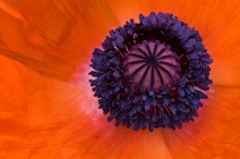 Mohn