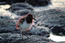 Im UNESCO Weltnaturerbe Wattenmeer