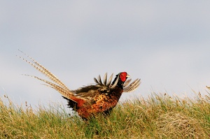 Naturfotografie auf Langeoog - 1 -