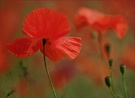 ~ Mohn ~