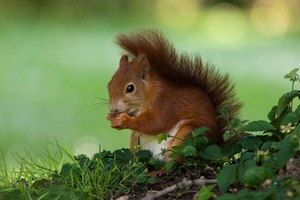 Sciurus vulgaris