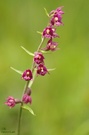 Braunrote Stendelwurz
