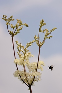 Mädesüß (Filipendula ulmaria) mit Erdhummel im Anflug
