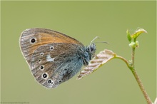 Großes Wiesenvögelchen (Coenonympha tullia)