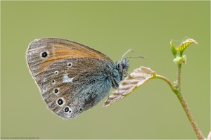 Großes Wiesenvögelchen (Coenonympha tullia)