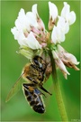 Krabbenspinne mit Beute