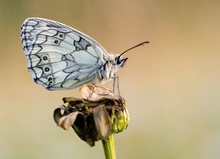 Schachbrettfalter im letzten Licht !!!