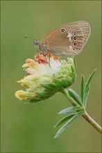 Coenonympha glycerion