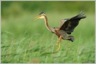 Purpurreiher (Ardea purpurea)