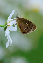 Brauner Waldvogel