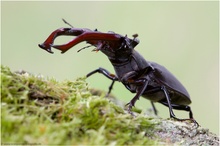 Hirschkäfer (Lucanus cervus)