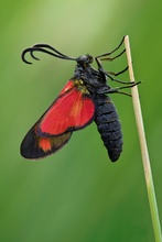 Sechsfleck-Widderchen (Zygaena filipendulae)