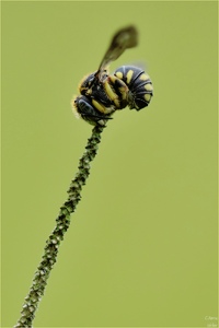 * Anthidium strigatum *