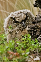 Uhu (Bubo bubo) Jungvogel