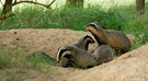 Dachsfamilie in Aufbruchstimmung ...