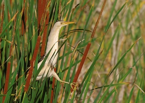 Zwergrohrdommel (Ixobrychus minutus) im Ambiente...