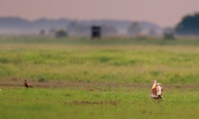 Großtrappe Wildlife