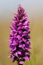 Übersehenes Knabenkraut(Dactylorhiza praetermissa var. junialis)