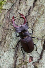 Hirschkäfer (Lucanus cervus)