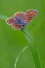 Lycaena alciphron