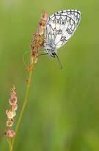 Mitten im Gras !!