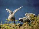 I believe I can fly