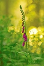 Digitalis