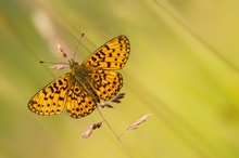 Boloria selene im frühen Morgenlicht