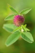 Wiesen-Klee (Trifolium pratense)