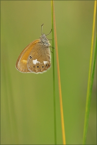 Coenonympha glycerion