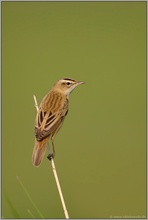 auf der Hut... Schilfrohrsänger *Acrocephalus schoenobaenus*