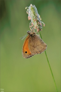Maniola Jurtina
