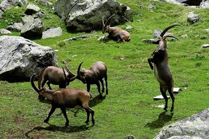 Steinbockgruppe im Pitztal