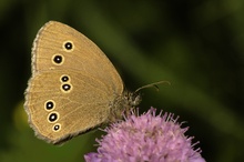 Brauner Waldvogel oder Schornsteinfeger