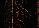 Waldlichter