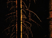 Waldlichter