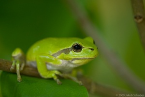 Laubfrosch -Arborea Hyla-