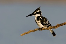 Lesser Pied Kingfisher